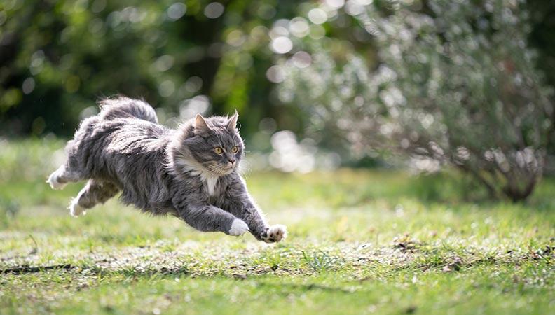 Blue tabby maine coon cat running on meadow at high speed