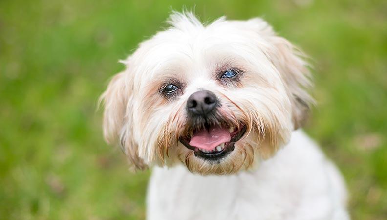 White dog with cataracts smiling while outside