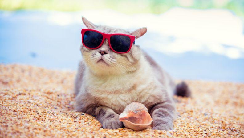 How to keep cats cool in summer