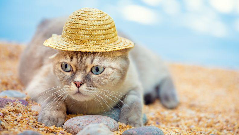 How to keep cats cool in the summer cat wearing a sunhat
