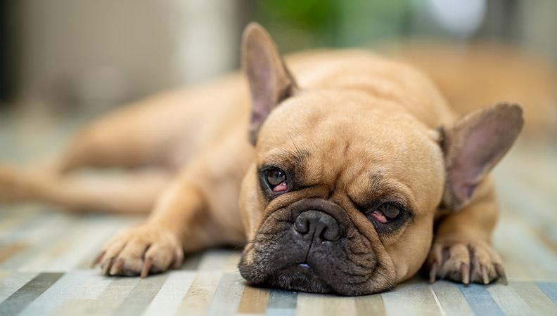 A french bulldog with cherry eye