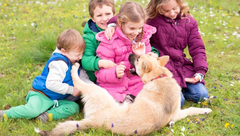 Teach children how to act around pets
