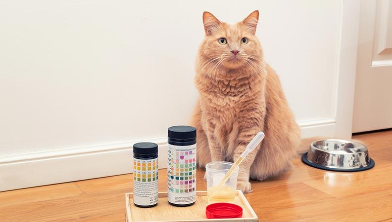 Ginger cat sitting in front of some sample urine tests