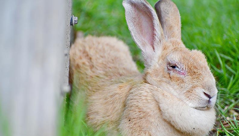 A rabbit sat outside with an infected eye