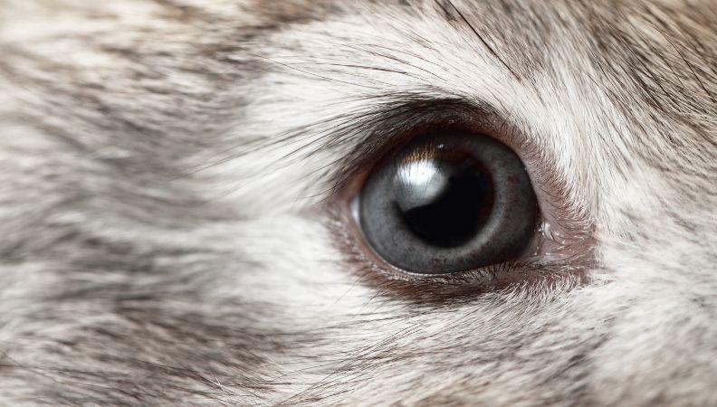 An extreme close up of a rabbit's eye