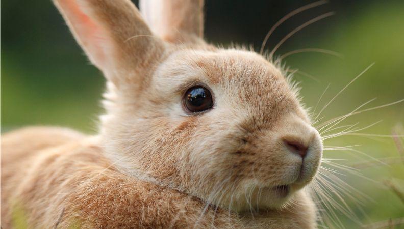 A cute ginger coloured rabbit