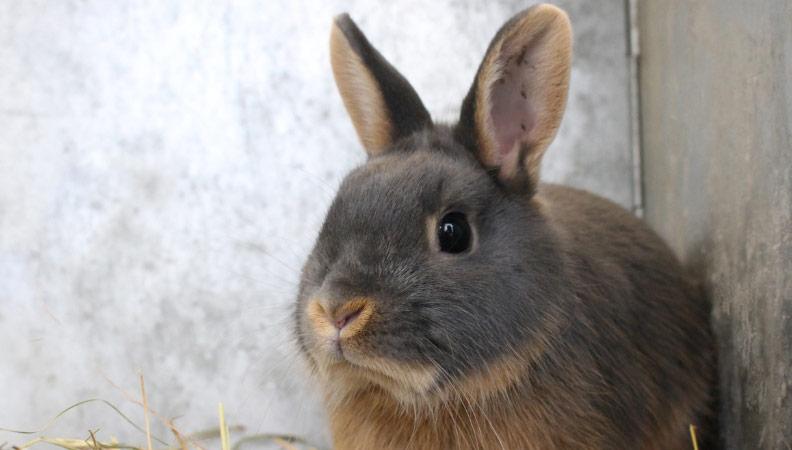 common rabbit injuries banner image