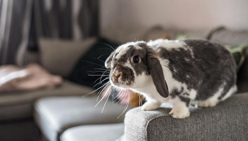 Black and white rabbit sitting on the arm of a grey sofa