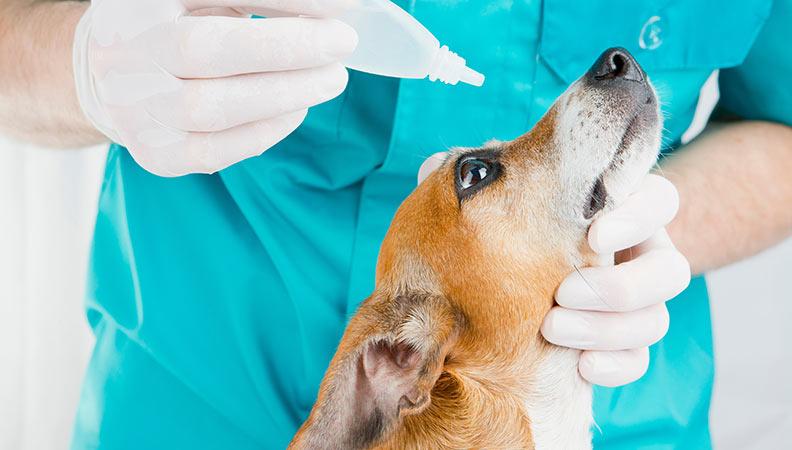 A jack russell getting eyedrops for conjunctivitis