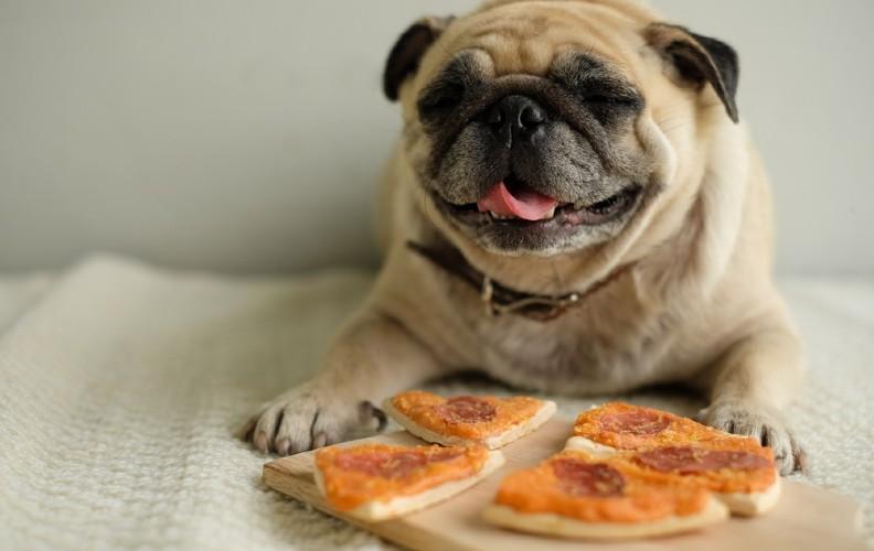Pug dog enjoying pizza