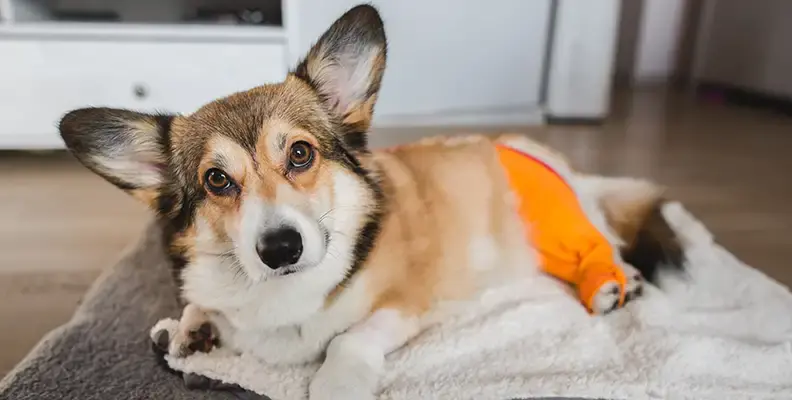 Dog cruciate ligament injury