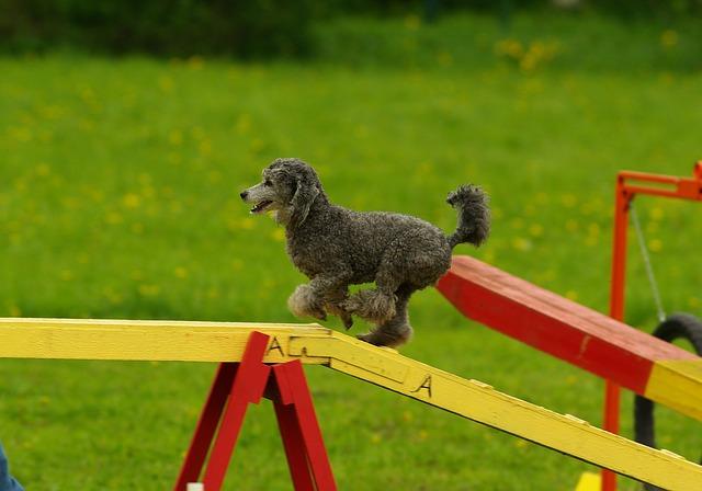 A grey Poodle running up an agility ramp
