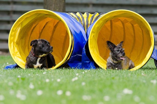 Two Dogs sat outside an agility tunnel