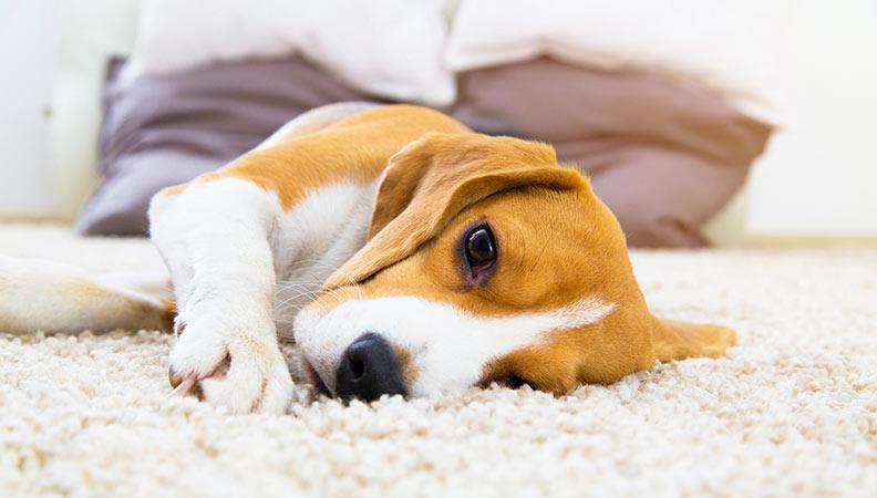 Dog showing signs of lethargy