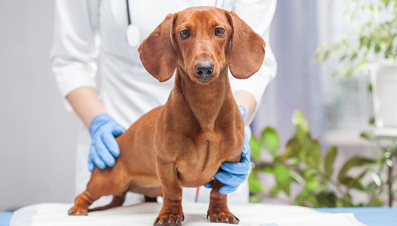 Dachshund being checked by the vet