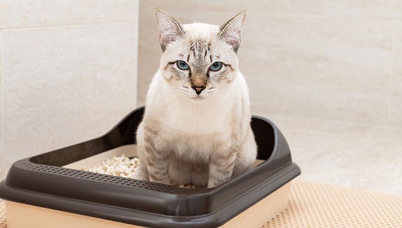 Cat with cystitis trying to pee