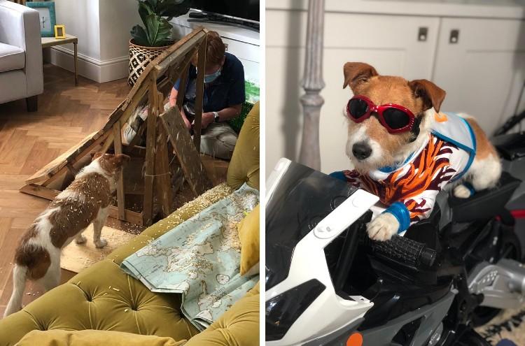 Paddy on the Everypaw TV Ad set