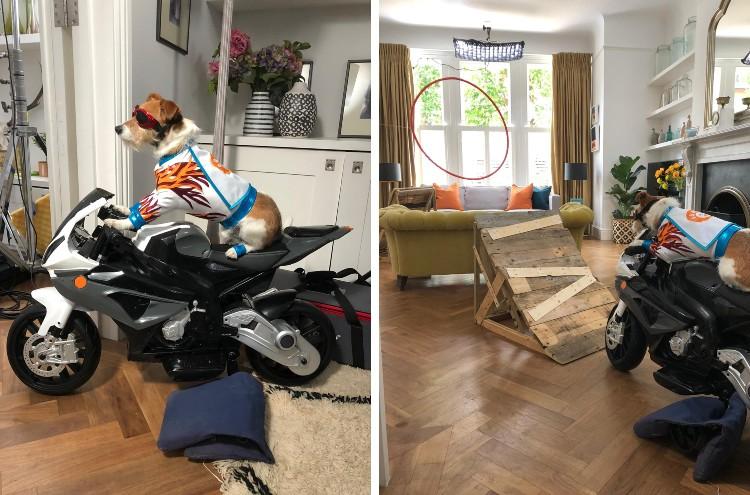 Paddy the Daredevil Doggy riding his stunt bike