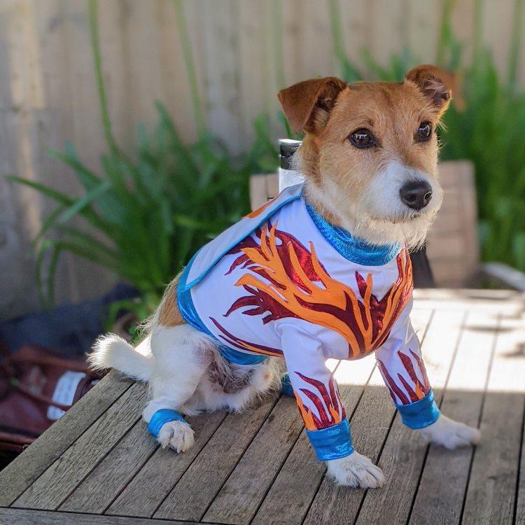 Paddy the dog ready to star as the Daredevil Doggy