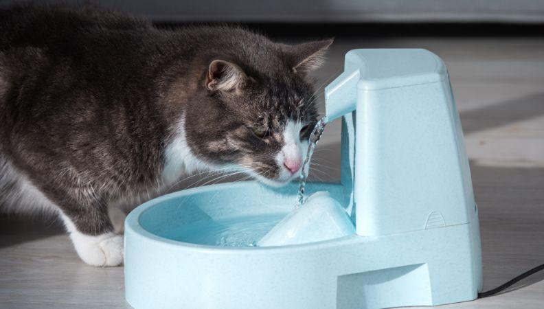 Dehydrated cat drinking out of a water fountain