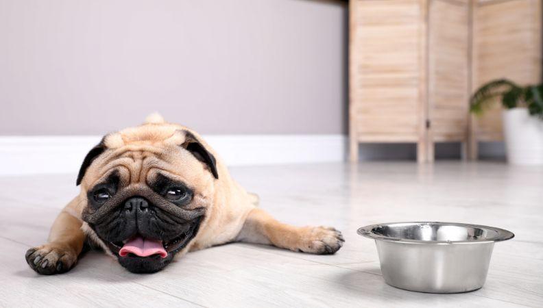 A dehydrated dog with a bowl of water