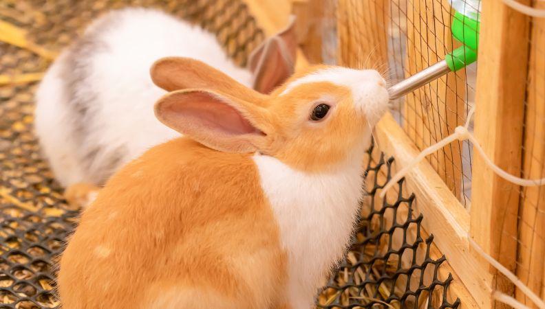 Dehdrated rabbit drinking from a water bottle