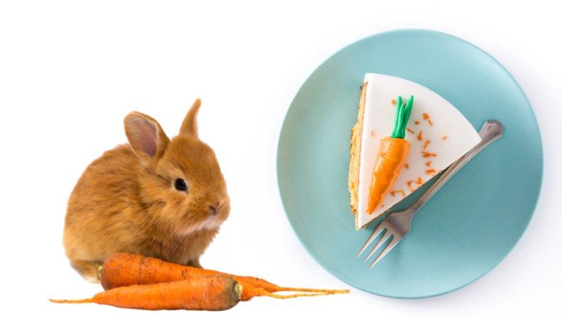 Rabbit with rabbit carrot cake next to it