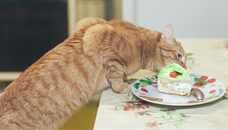 Cat with cat-friendly cake with vegetables on it