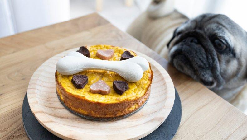 Dog with a dog-friendly cake