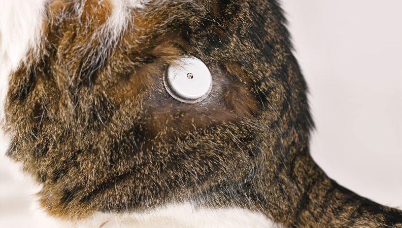 Cat with diabetes glucose meter