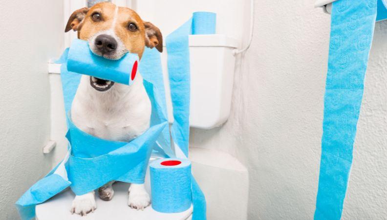 dog wrapped in toilet roll