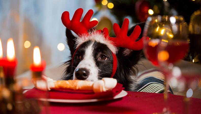 A collie wearing red antlers at the dinner table
