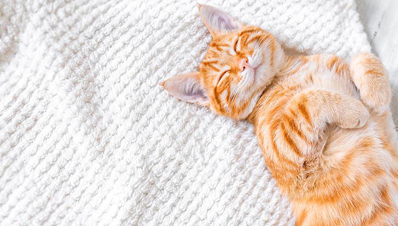 A sleeping cat dreaming