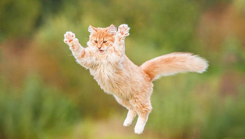 Do cats always land on their feet