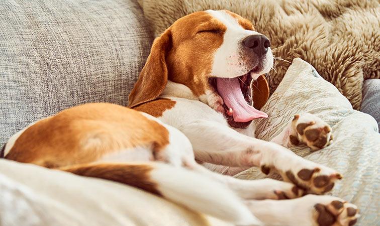 A dreaming dog yawning