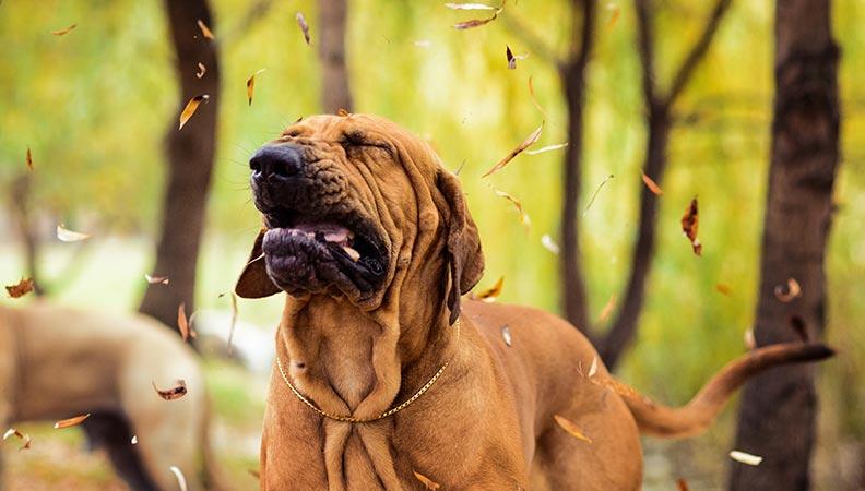 Fila Brasileiro dog sneezing in a forest