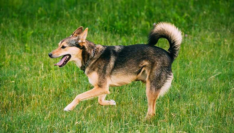 Arthritis in Dogs