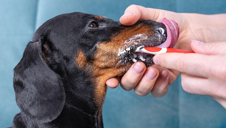 Tackling Dog Bad Breath