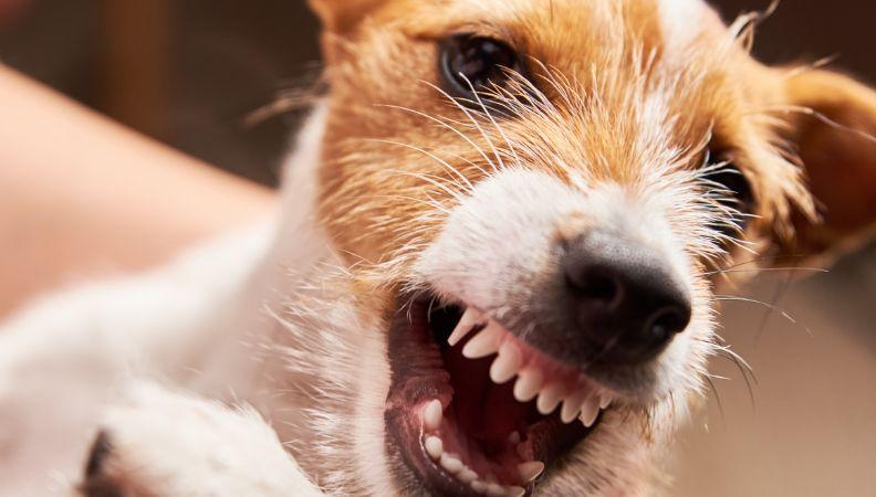 Aggressive dog behaviour issues