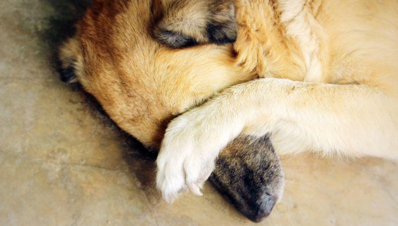 Dog body language hiding behind paw