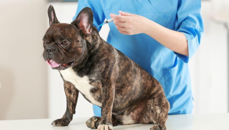 A brindle French Bulldog getting a booster vaccine from a vet
