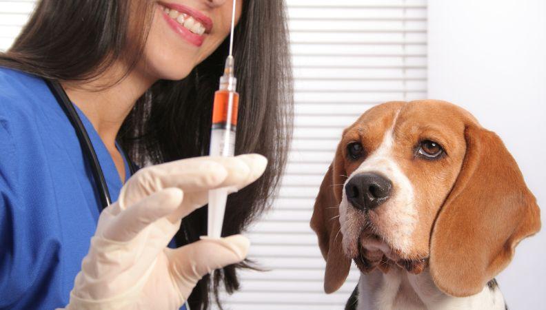 An unhappy Beagle looking at a booster vaccination needle