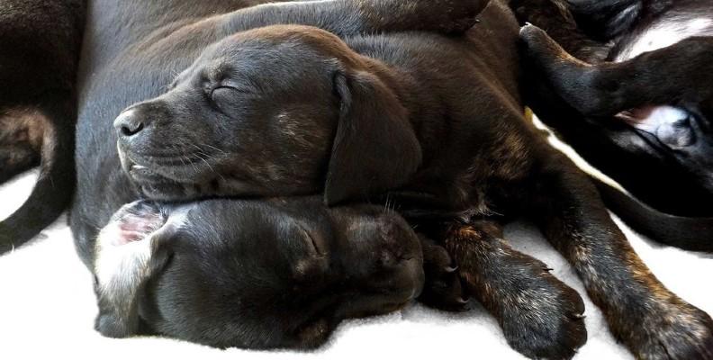 Sleeping puppies laying in a bundle 