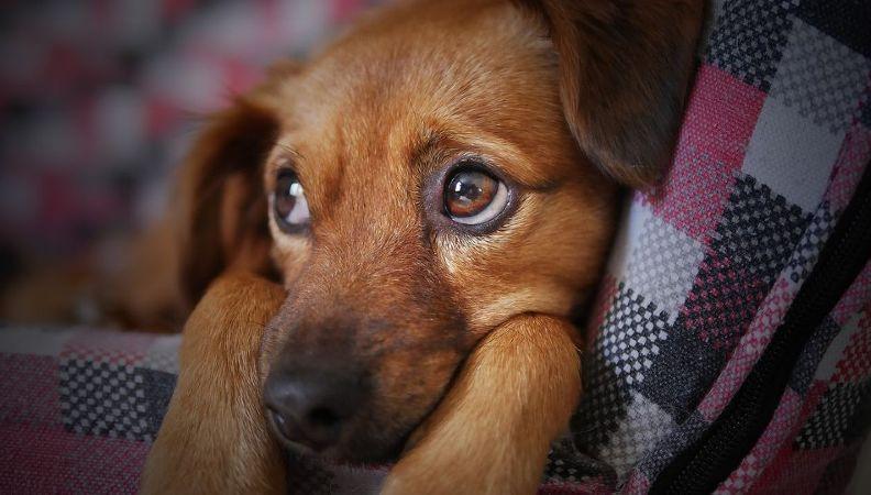 Puppy nestled in a bed