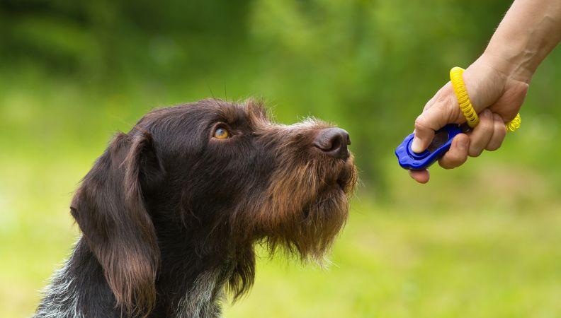 A dog clicker training