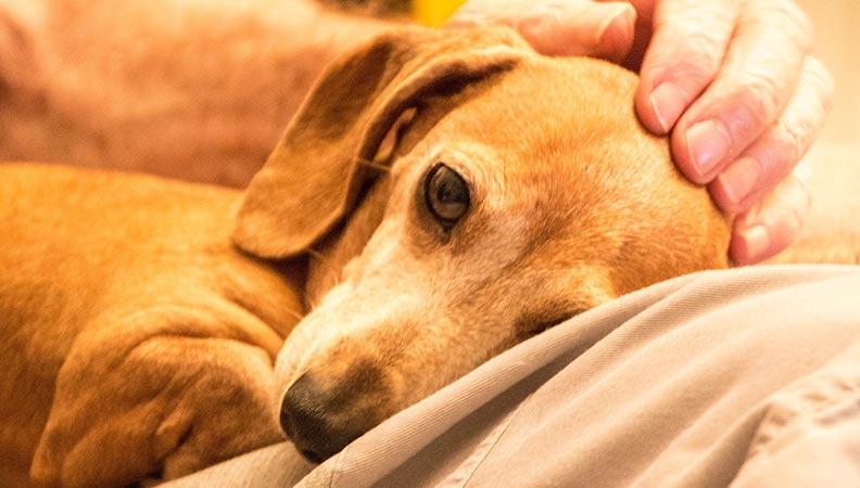 A dog with dementia being comforted
