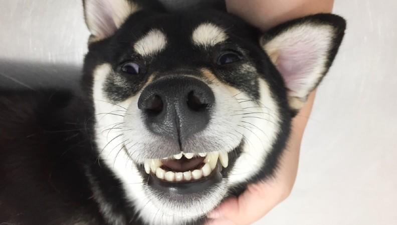 A smiling dog showing their teeth