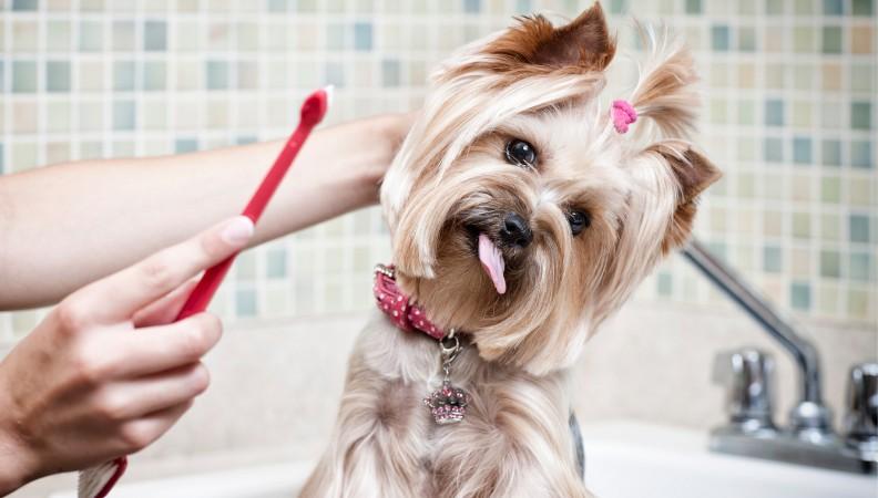 A dog sticking its tongue out to clean its teeth
