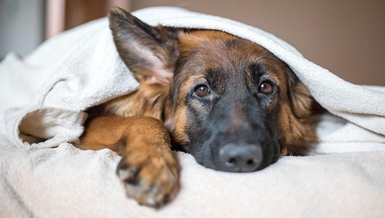Symptoms of dog depression