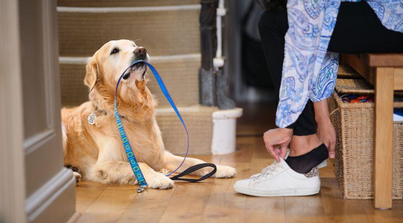 Labrador waiting to go for a walk